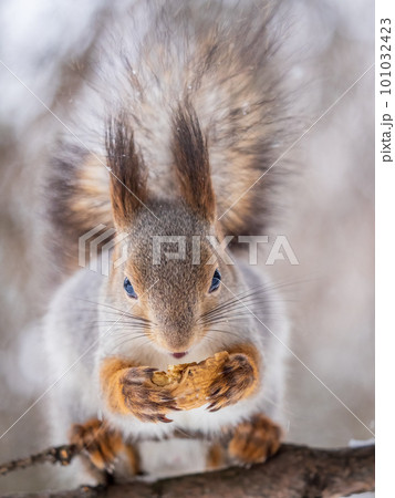 The squirrel with nut sits on tree in the winter or late autumn 101032423