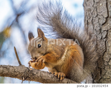 The squirrel with nut sits on tree in the autumn. Eurasian red squirrel, Sciurus vulgaris. The squirrel with nut sits on tree in the autumn. Eurasian red squirrel, Sciurus vulgaris. 101032454