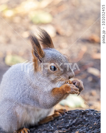 The squirrel with nut sits on tree in the autumn. Eurasian red squirrel, Sciurus vulgaris. 101032455