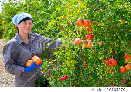Female farmer harvesting ripe pomegranates in fruit garden Female farmer harvesting ripe pomegranates in fruit garden 101032704