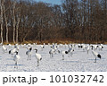 給餌場に集まったタンチョウの群れ（北海道・鶴居） 101032742