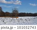 快晴の給餌場に集まったタンチョウの群れ（北海道・鶴居） 101032743