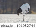 羽繕いするタンチョウ（北海道・鶴居） 101032744