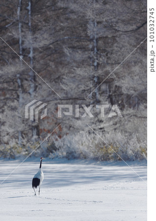足跡をつけながら雪原を歩くタンチョウ(北海道) 足跡をつけながら雪原を歩くタンチョウ(北海道) 101032745