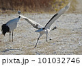 給餌場から飛び立つ前に助走するタンチョウ（北海道・鶴居） 101032746