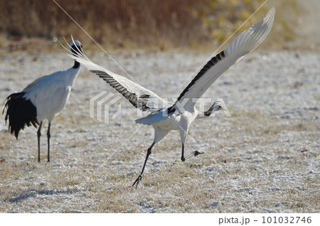 給餌場から飛び立つ前に助走するタンチョウ（北海道・鶴居） 101032746