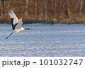 給餌場から飛び立つタンチョウ（北海道・鶴居） 101032747