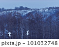 給餌場から飛び立つタンチョウの群れ（北海道・鶴居） 101032748