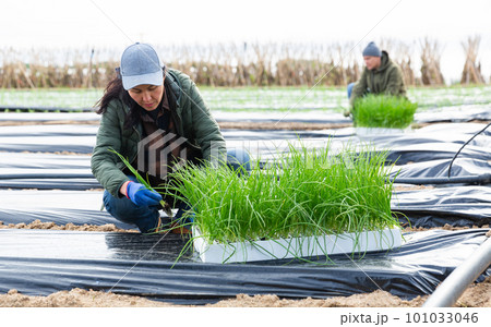 Asian female gardener planting sprouts of garlic Asian female gardener planting sprouts of garlic 101033046