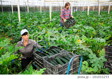 positive adult people collecting marrows in their plantation 101033255