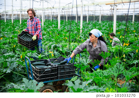 Woman collects ripe zucchini. Man stacks boxes of zucchini in greenhouse 101033270