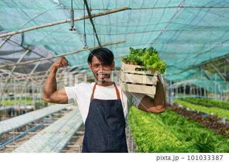 Businessperson or farmer checking hydroponic soilless vegetable in nursery farm. Business and organic hydroponic vegetable concept 101033387