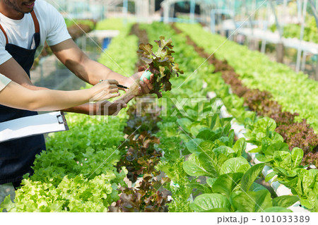 Closeup image of people to grow a small tree in the organic farm. Asian business owner working at organic farm and quality check. Closeup image of people to grow a small tree in the organic farm. Asian business owner working at organic farm and quality check. 101033389