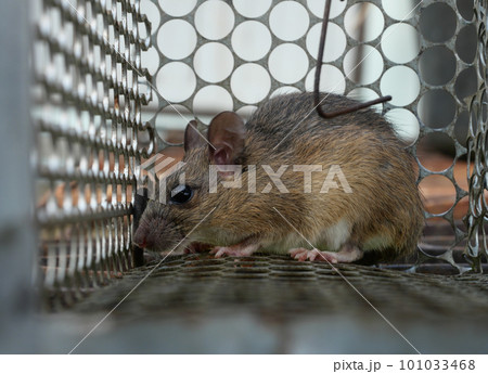 Rat in cage mousetrap, Mouse finding a way out of being confined, Trapping and removal of rodents that cause dirt and may be carriers of disease, Mice try to find freedom 101033468