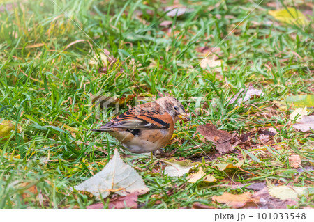 Brambling, Fringilla montifringilla, bird in the autumn forest on the ground. Beautiful colorful songbird in the finch family. Brambling, Fringilla montifringilla, bird in the autumn forest on the ground. Beautiful colorful songbird in the finch family. 101033548