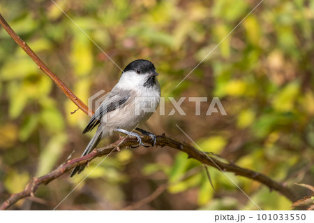 Cute bird The willow tit, song bird sitting on a branch with bright green background. The willow tit, lat. Poecile montanus. Cute bird The willow tit, song bird sitting on a branch with bright green background. The willow tit, lat. Poecile montanus. 101033550