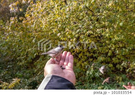 A willow tit sits on hand and eats seeds. Hungry bird willow tit eating seeds from a hand in winter or autumn A willow tit sits on hand and eats seeds. Hungry bird willow tit eating seeds from a hand in winter or autumn 101033554