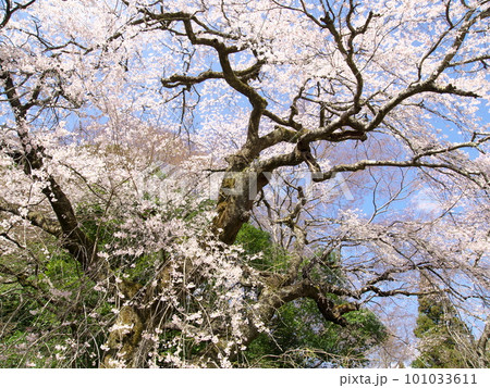 秋山の枝垂桜 秋山の枝垂桜 101033611
