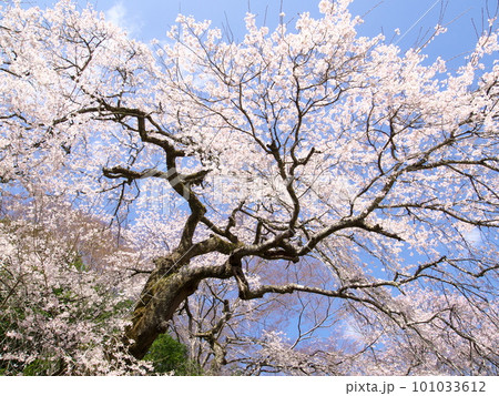 秋山の枝垂桜 秋山の枝垂桜 101033612