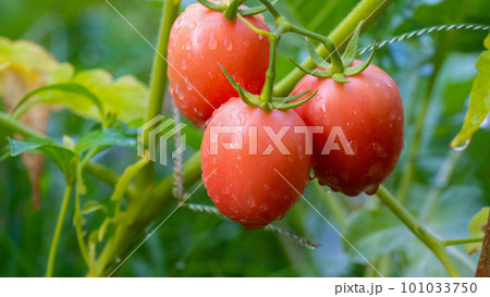 Ripe red tomato with water droplets on green leaf background 101033750