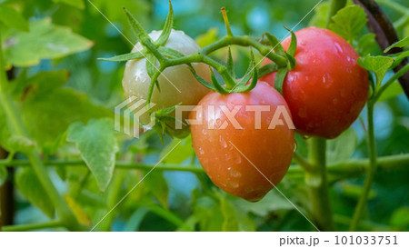 Ripe red tomato with water droplets on green leaf background 101033751