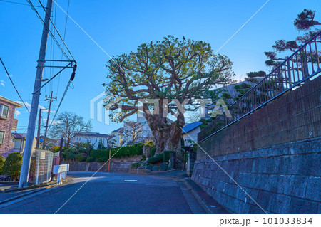 冬の神奈川県川崎市麻生区千代ヶ丘のタブの木(川崎市まちの木50選) 冬の神奈川県川崎市麻生区千代ヶ丘のタブの木(川崎市まちの木50選) 101033834