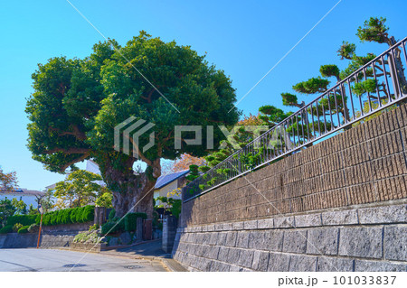 秋の神奈川県川崎市麻生区千代ヶ丘のタブの木(川崎市まちの木50選) 秋の神奈川県川崎市麻生区千代ヶ丘のタブの木(川崎市まちの木50選) 101033837