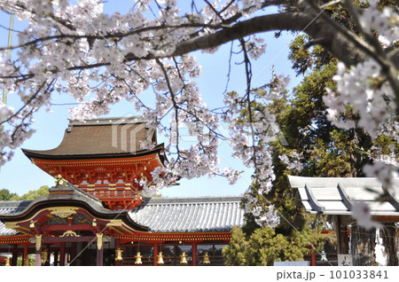 桜に彩られた石清水八幡宮 桜に彩られた石清水八幡宮 101033841