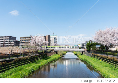 調布市の野川の上を颯爽と走る京王線の電車 桜咲く風景 春の青空 東京都調布市菊野台・国領 調布市の野川の上を颯爽と走る京王線の電車 桜咲く風景 春の青空 東京都調布市菊野台・国領 101034012