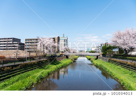 調布市の野川の上を走る京王線の線路　桜咲く風景　東京都調布市菊野台・国領 101034013