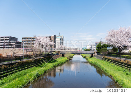 調布市の野川の上を颯爽と走る京王線の電車　桜咲く景色　春の青空の下を散歩　東京都調布市菊野台・国領 101034014