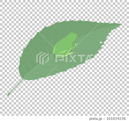 Illustration of a tree frog on a leaf 101034236