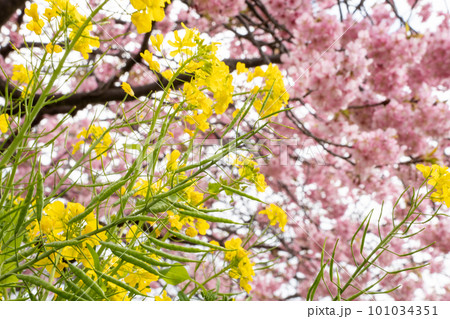 河津桜と菜の花 101034351