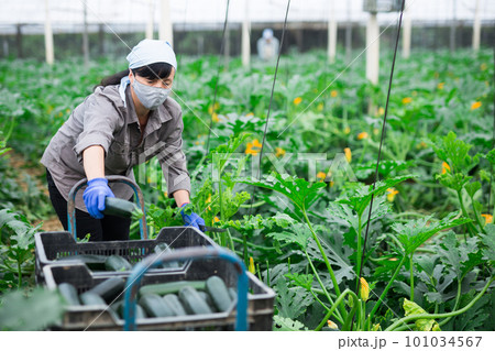 Female gardener in protective mask with ripe zucchini in the greenhouse Female gardener in protective mask with ripe zucchini in the greenhouse 101034567