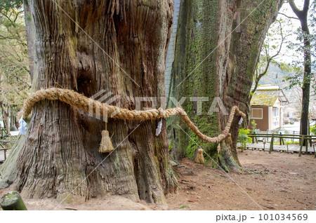 杉の大杉 特別天然記念物 高知県 杉の大杉 特別天然記念物 高知県 101034569