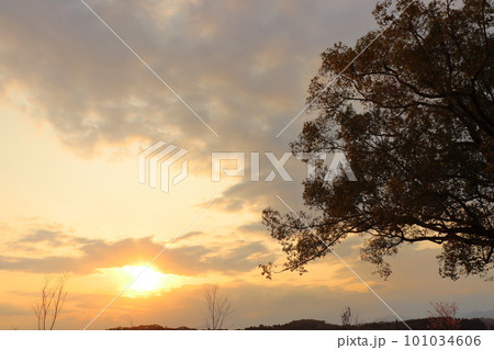 夕焼け空　夕日　樹木 101034606