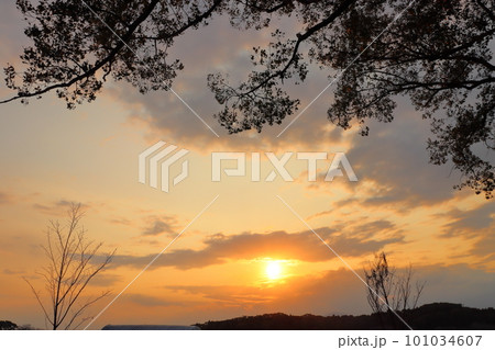 夕焼け空 夕日 樹木 夕焼け空 夕日 樹木 101034607