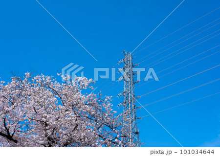 満開の桜と高圧送電線と青い空 b-1 満開の桜と高圧送電線と青い空 b-1 101034644