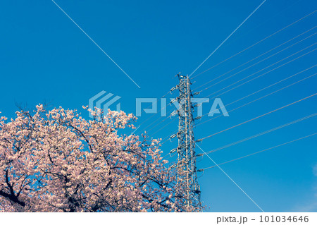 満開の桜と高圧送電線と青い空　b-3 暖色加味 101034646