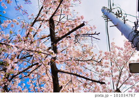 電柱と桜 電柱と桜 101034767