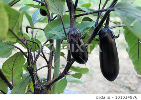 収穫間近のナス　 101034976