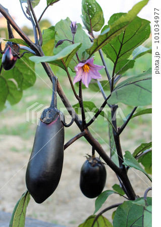 収穫間近のナス　 101034977