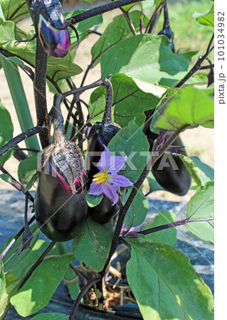 収穫間近のナス　 101034982