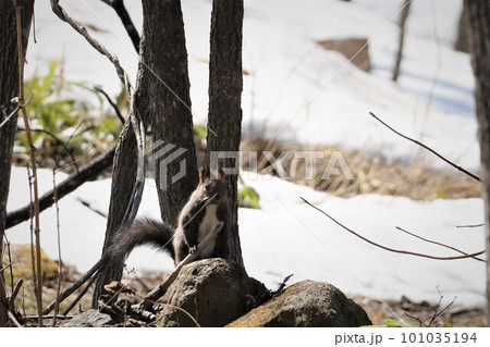 木に登るエゾリス 101035194