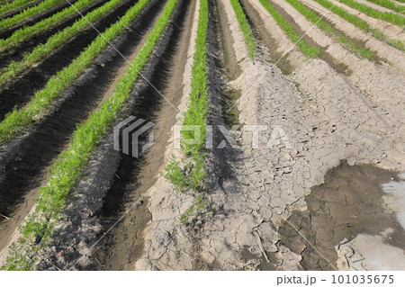 Agriculture, carrot plant in field 101035675