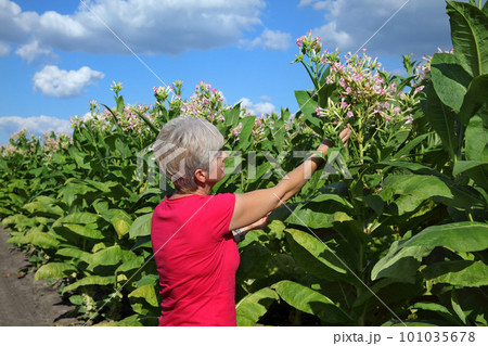 Female farmer working in tobacco field Female farmer working in tobacco field 101035678