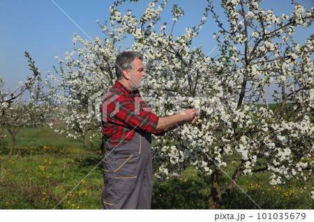 Senior adult farmer working in blossoming cherry orchard 101035679