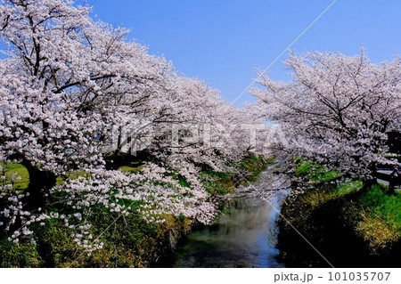 丹波市黒井川桜堤 101035707