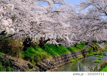 丹波市黒井川桜堤 101035711