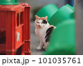 見つかっちゃった居酒屋の猫 101035761